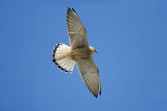 Framed Print : Lesser Kestrel - female in flight, Extremadura, Spain Framed Print : Lesser Kestrel - female in flight, Extremadura, Spain