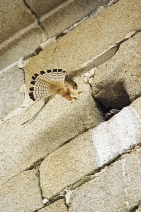 Framed Print : Lesser Kestrel - female landing at nest entrance in church, Extremadura, Spain Framed Print : Lesser Kestrel - female landing at nest entrance in church, Extremadura, Spain
