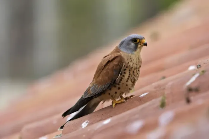 Framed Print : Lesser Kestrel - male. Caceres - Extramadura - Spain Framed Print : Lesser Kestrel - male. Caceres - Extramadura - Spain
