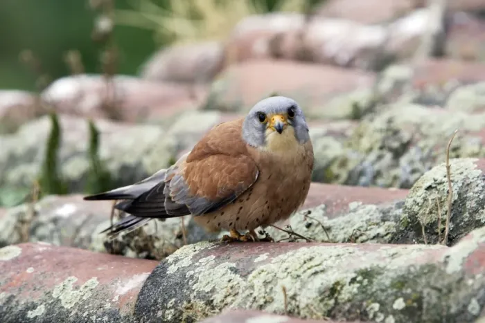 Framed Print : Lesser Kestrel - male. Caceres - Extramadura - Spain Framed Print : Lesser Kestrel - male. Caceres - Extramadura - Spain