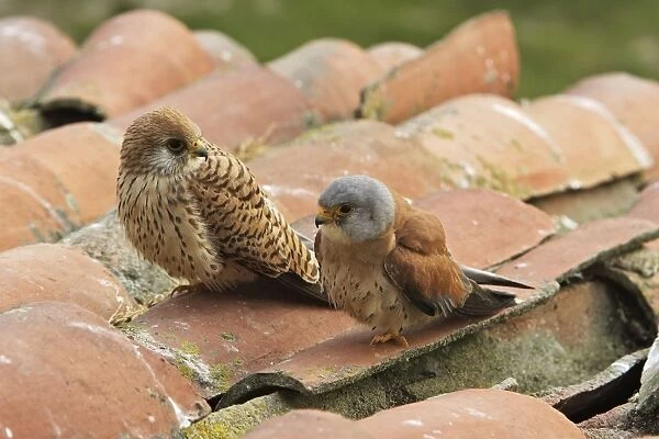 Lesser Kestrel - male and female. Caceres - Extramadura - Spain