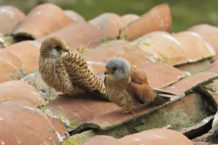 Framed Print : Lesser Kestrel - male and female. Caceres - Extramadura - Spain Framed Print : Lesser Kestrel - male and female. Caceres - Extramadura - Spain