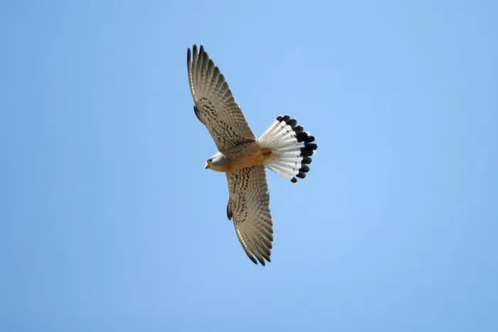 Framed Print : Lesser Kestrel - male in flight, Extremadura, Spain Framed Print : Lesser Kestrel - male in flight, Extremadura, Spain