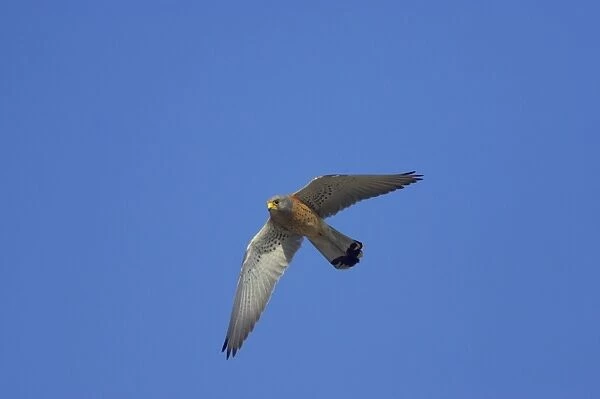 Lesser Kestrel - Male in flight Falco naumanni Extremadura, Spain BI009474