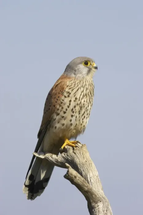 Framed Print : Lesser Kestrel - Male on perch. Extremadura, Spain BI002752 Framed Print : Lesser Kestrel - Male on perch. Extremadura, Spain BI002752