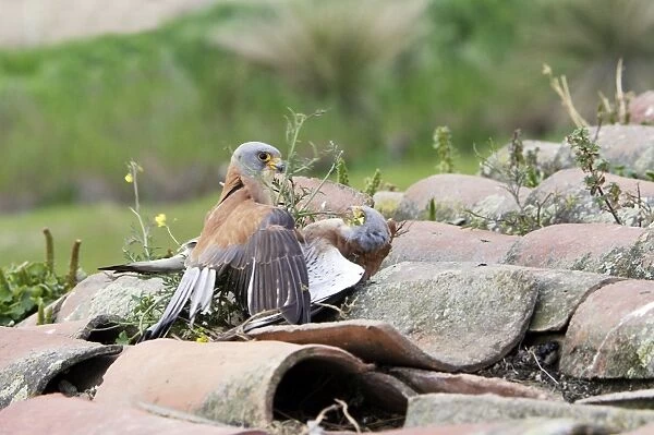 Lesser Kestrel - two males fighting. Caceres - Extramadura - Spain