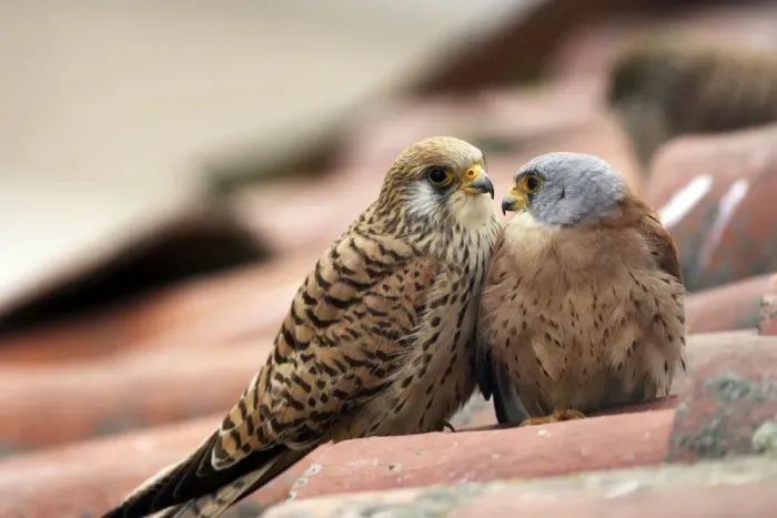 Framed Print : Lesser Kestrel - pair. Caceres - Extramadura - Spain Framed Print : Lesser Kestrel - pair. Caceres - Extramadura - Spain