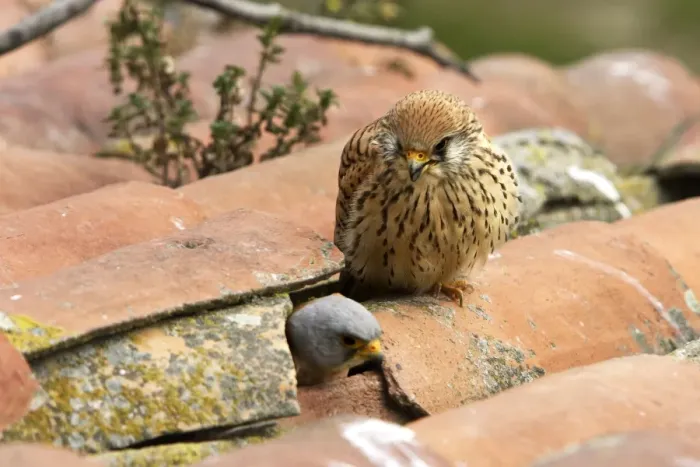 Framed Print : Lesser Kestrel - pair with male leaving nest in roof. Caceres - Extramadura - Spain Framed Print : Lesser Kestrel - pair with male leaving nest in roof. Caceres - Extramadura - Spain