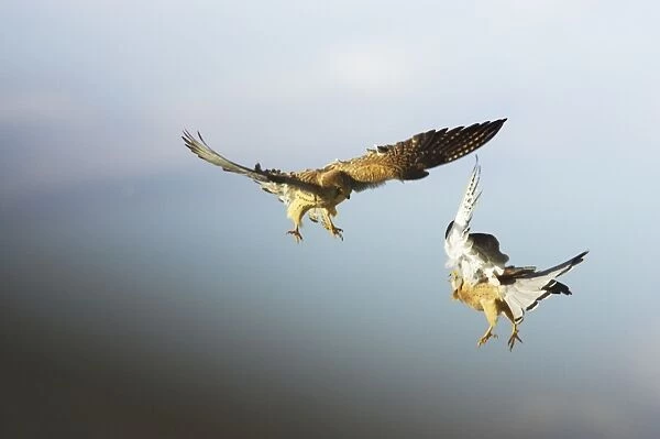 Lesser Kestrel - Pair playfighting in mid air Falco naumanni Extremadura, Spain BI009484