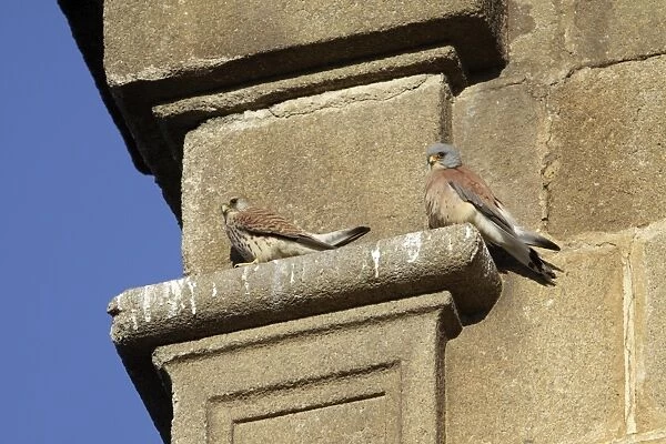 Lesser Kestrel - pair on stone ledge of church, Extremadura, Spain