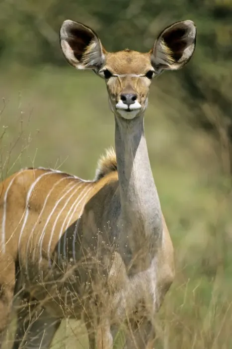 Framed Print : Lesser Kudu - Female, portrait, Kruger national park, S. Africa Framed Print : Lesser Kudu - Female, portrait, Kruger national park, S. Africa