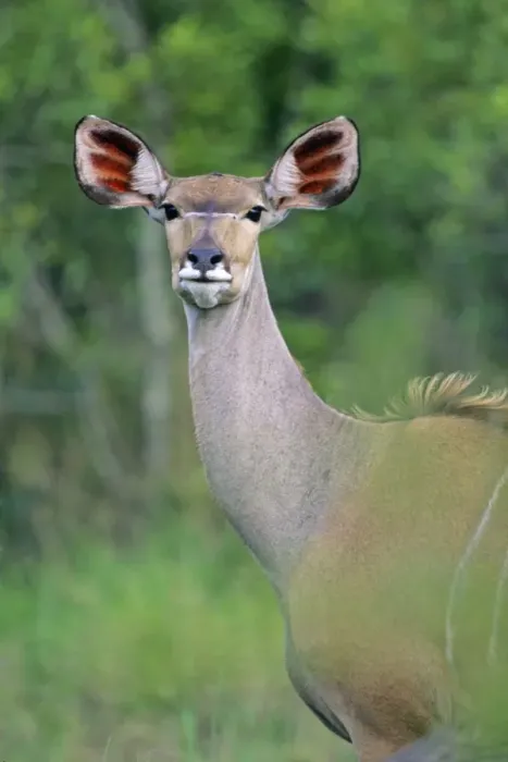 Framed Print : Lesser Kudu - Female, portrait, Kruger national park, S. Africa Framed Print : Lesser Kudu - Female, portrait, Kruger national park, S. Africa