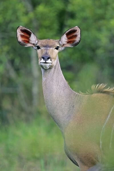 Lesser Kudu - Female, portrait, Kruger national park, S. Africa