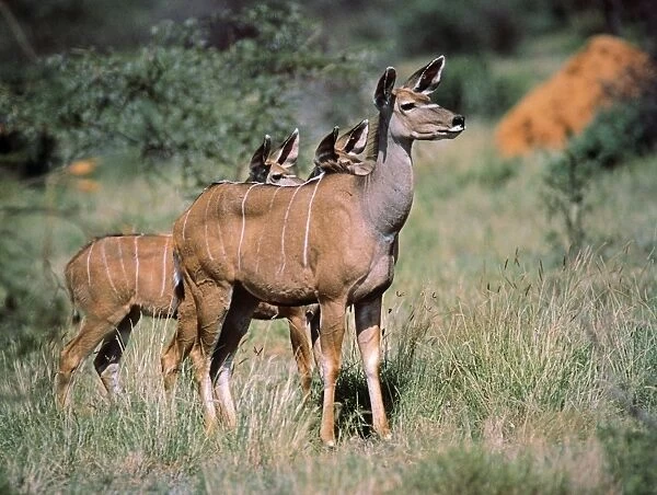 Lesser Kudu Samburu National Park, Kenya, Africa