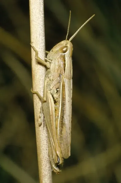 Framed Print : Lesser Marsh Grasshopper Framed Print : Lesser Marsh Grasshopper