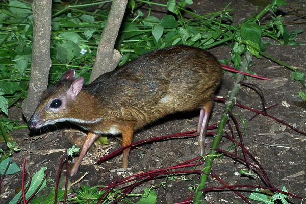 Lesser Mouse Deer - Found in primary and secondary forests of southeast Asia. It is a nocturnal herbivore found in monogamous pairs