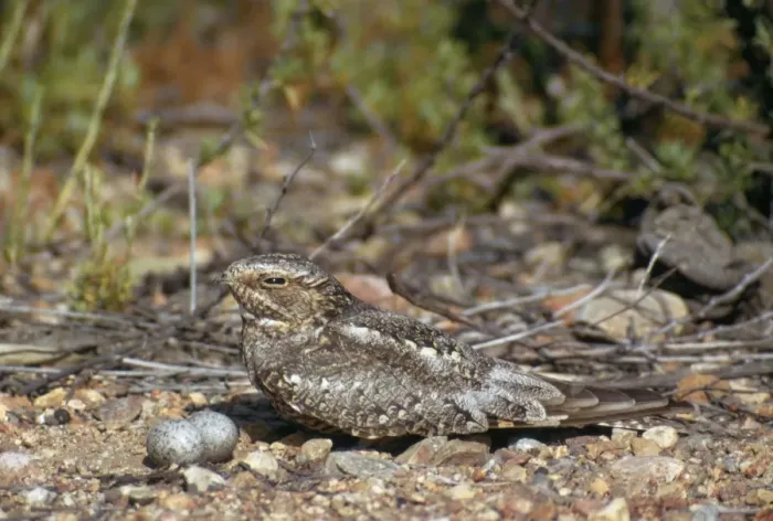 Framed Print : Lesser Nighthawk - and eggs Framed Print : Lesser Nighthawk - and eggs