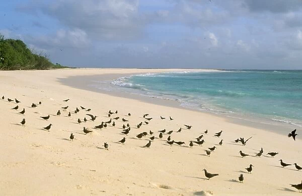 Lesser Noddy Tern Bird Island, Seychelles
