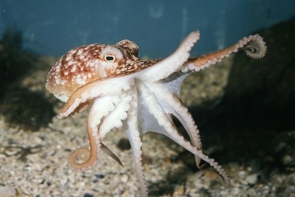 Lesser Octopus UK coasts