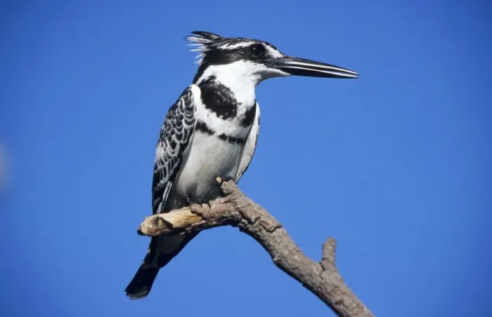 Framed Print : Lesser Pied Kingfisher - resting Framed Print : Lesser Pied Kingfisher - resting