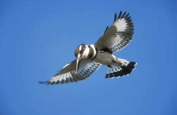 Framed Print : Lesser Pied Kingfisher USH 88 Hovering Ceryle rudis © Duncan Usher / ardea. com Framed Print : Lesser Pied Kingfisher USH 88 Hovering Ceryle rudis © Duncan Usher / ardea. com