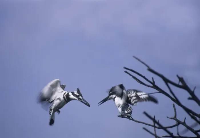 Framed Print : Lesser Pied Kingfishers courtship display in flight, Keoladeo National Park, India Framed Print : Lesser Pied Kingfishers courtship display in flight, Keoladeo National Park, India