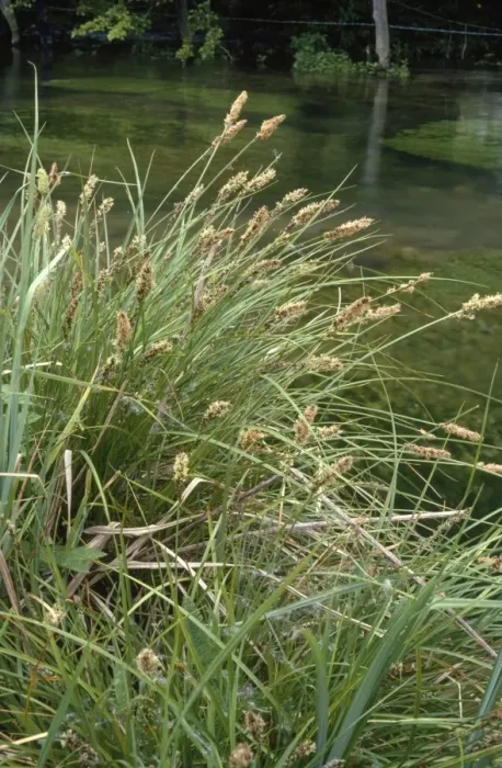 Framed Print : Lesser Pond Sedge - by river Framed Print : Lesser Pond Sedge - by river