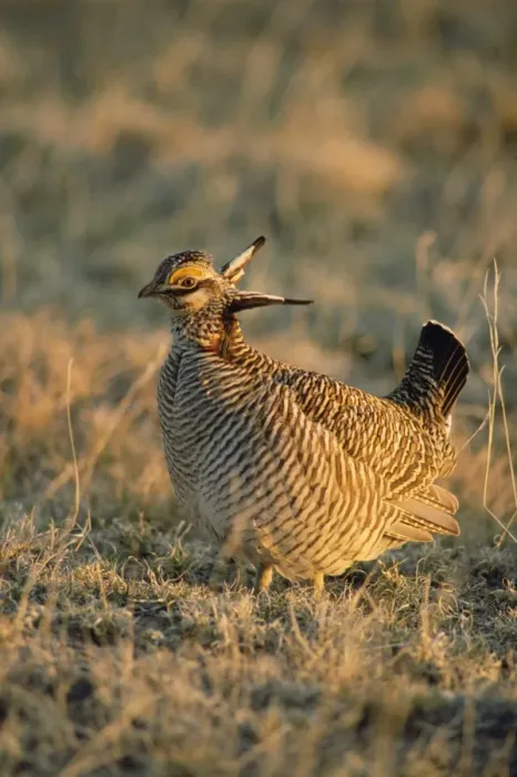 Framed Print : Lesser Prairie-chicken Framed Print : Lesser Prairie-chicken
