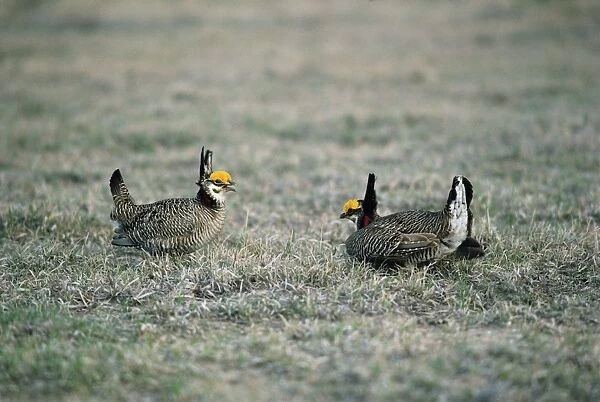 Lesser Prairie-chicken - Males at boundary of territories