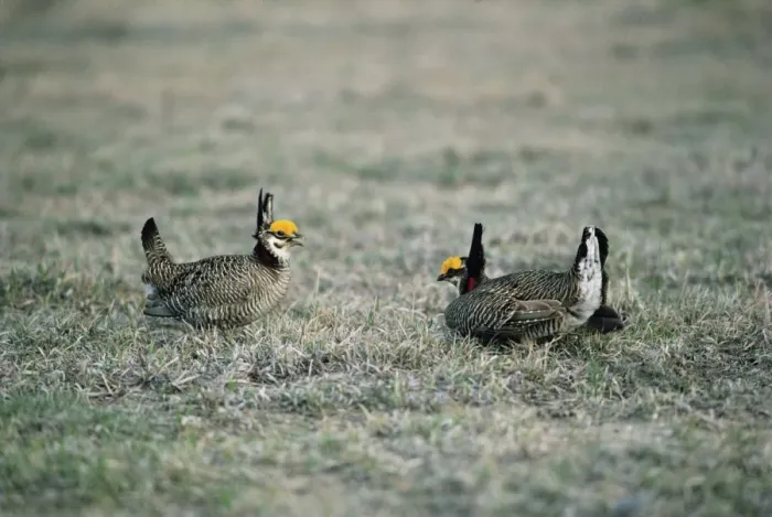 Framed Print : Lesser Prairie-chicken - Males at boundary of territories Framed Print : Lesser Prairie-chicken - Males at boundary of territories