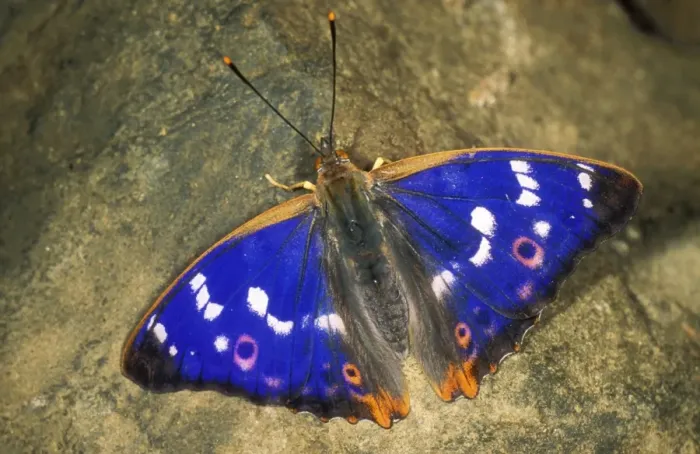 Framed Print : Lesser Purple Emperor Butterfly USH 339 Apatura ilia © Duncan Usher / ardea. com Framed Print : Lesser Purple Emperor Butterfly USH 339 Apatura ilia © Duncan Usher / ardea. com