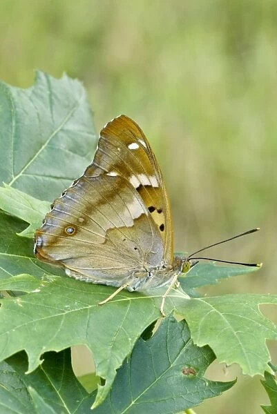 Lesser purple emperor Underside, resting on leaf Bukk National Park Hungary