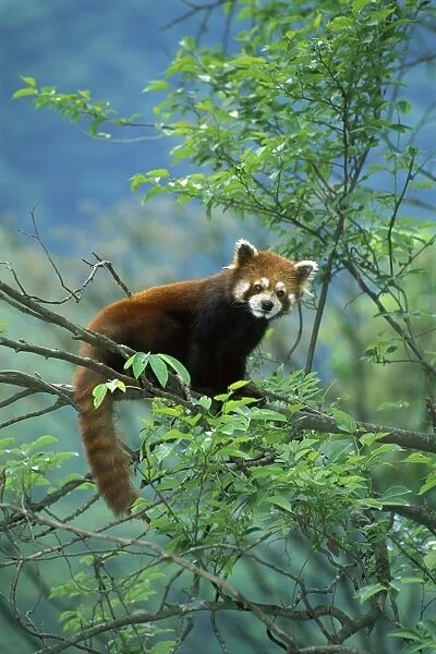 Lesser  /  Red Panda - In tree - Wolong Reserve - Sichuan - China JPF37054