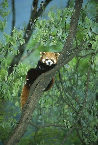 Lesser  /  Red panda - In tree, Wolong Reserve - Sichuan, China JPF38207