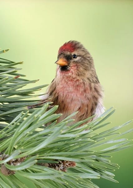 Lesser Redpoll Male on pine