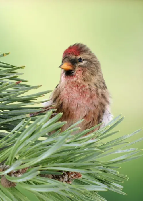 Framed Print : Lesser Redpoll Male on pine