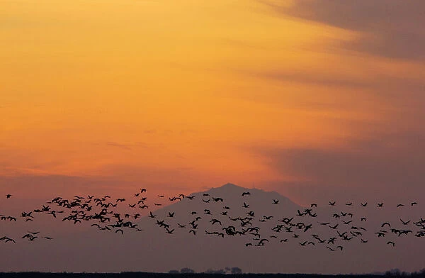 Lesser Sandhill Cranes - in flight - to roost at sunset - with Mount Diablo beyond. Central Valley, California