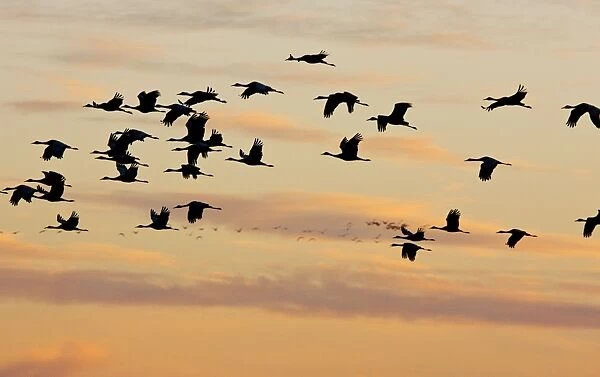 Lesser Sandhill Cranes - in flight - to roost at sunset - Central Valley - California