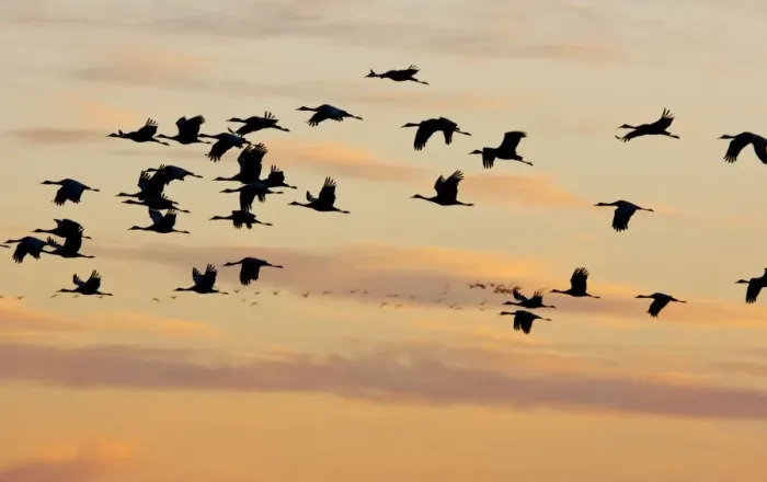 Framed Print : Lesser Sandhill Cranes - in flight - to roost at sunset - Central Valley - California Framed Print : Lesser Sandhill Cranes - in flight - to roost at sunset - Central Valley - California