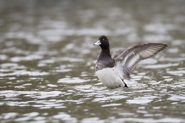 Lesser Scaup - drake flapping wings - winter