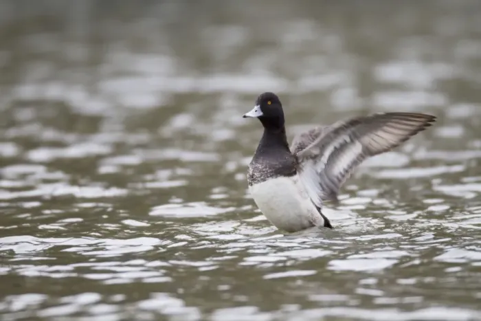 Framed Print : Lesser Scaup - drake flapping wings - winter - Cornwall - UK Framed Print : Lesser Scaup - drake flapping wings - winter - Cornwall - UK