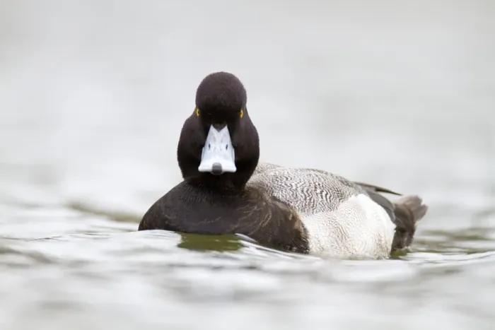 Framed Print : Lesser Scaup - drake - winter - Cornwall - UK Framed Print : Lesser Scaup - drake - winter - Cornwall - UK