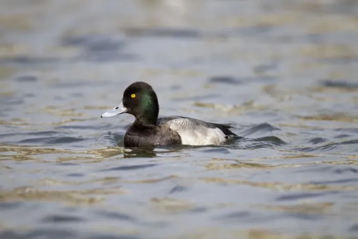 Framed Print : Lesser Scaup - drake - winter - Cornwall - UK Framed Print : Lesser Scaup - drake - winter - Cornwall - UK