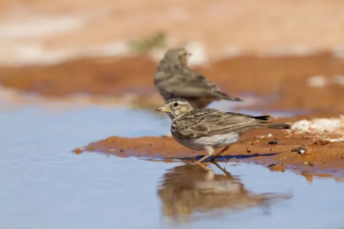Framed Print : Lesser Short Toed Lark - at pool - Spain Framed Print : Lesser Short Toed Lark - at pool - Spain