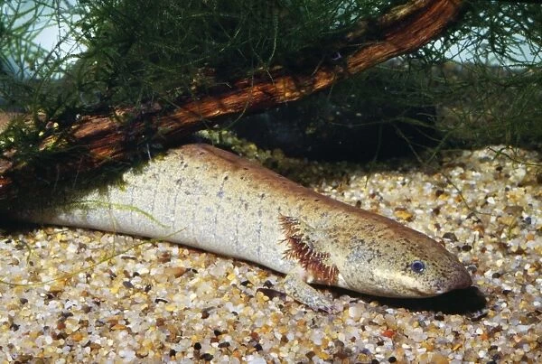Lesser Siren Salamander Southeastern USA