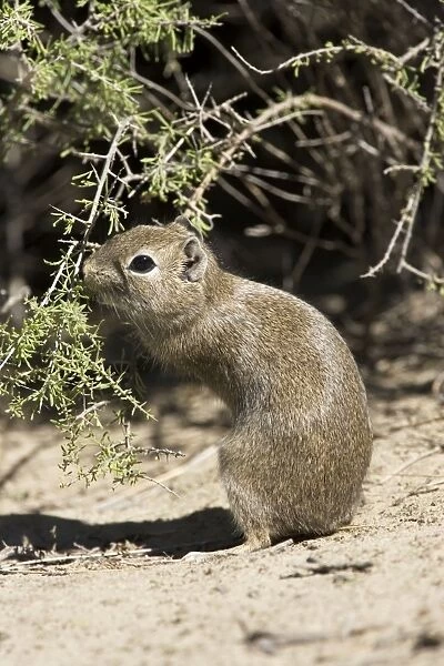 Lesser  /  Southern Mountain CAVY (local name: Cuis)