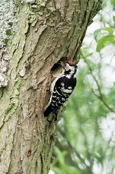 Lesser Spoted Woodpecker