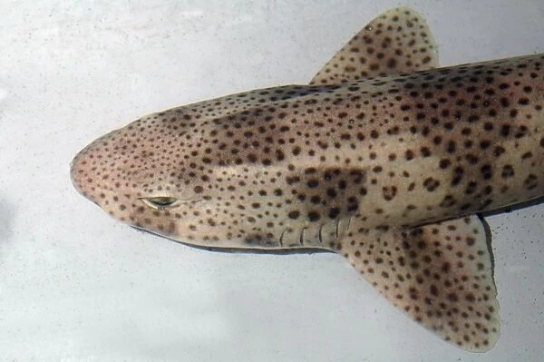 Lesser Spotted Dogfish European seas