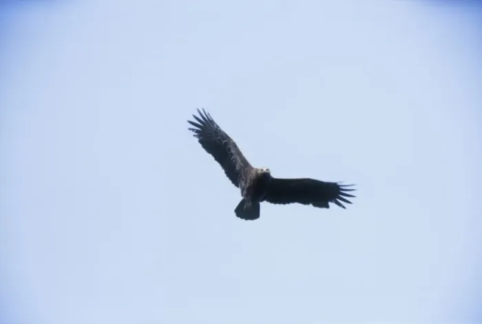 Framed Print : Lesser Spotted Eagle - in flight