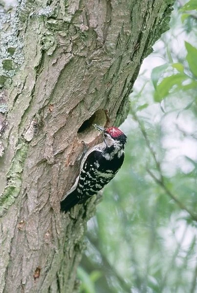 Lesser Spotted Woodpecker CK 1520 At nest in tree trunk Dendrocopos minor © Chris Knights  /  ARDEA LONDON